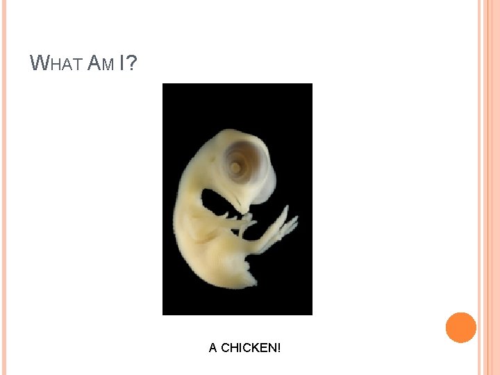 WHAT AM I? A CHICKEN! 