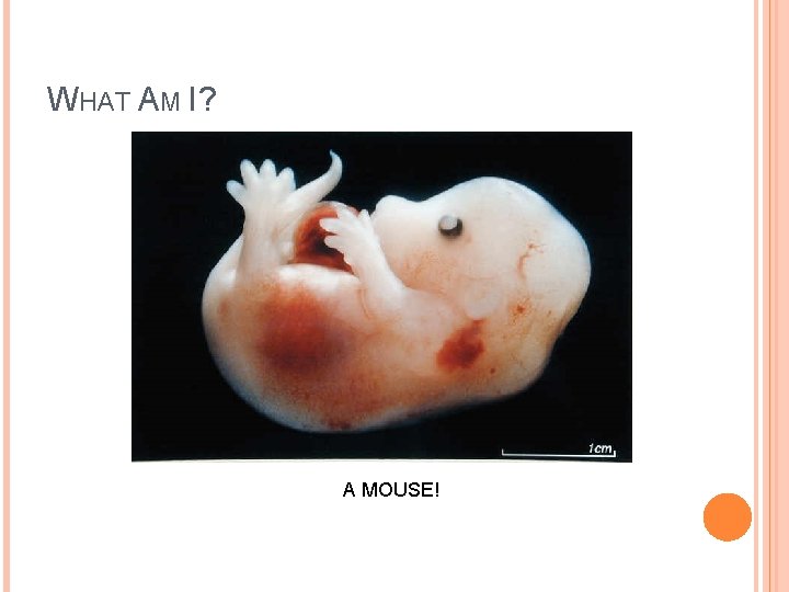 WHAT AM I? A MOUSE! 