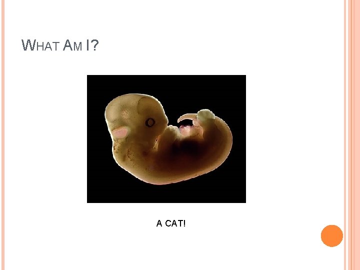 WHAT AM I? A CAT! 