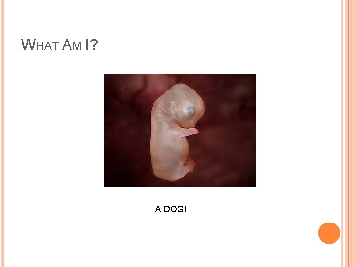 WHAT AM I? A DOG! 