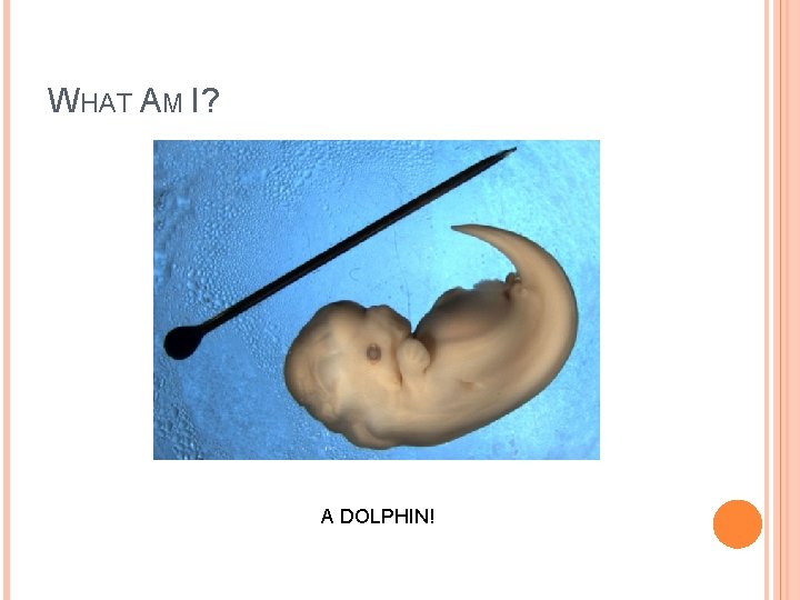 WHAT AM I? A DOLPHIN! 