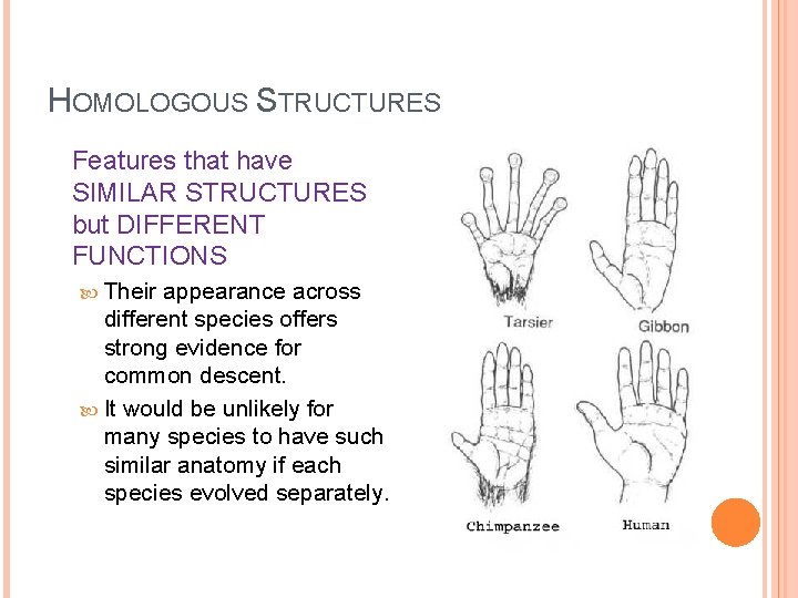HOMOLOGOUS STRUCTURES Features that have SIMILAR STRUCTURES but DIFFERENT FUNCTIONS Their appearance across different