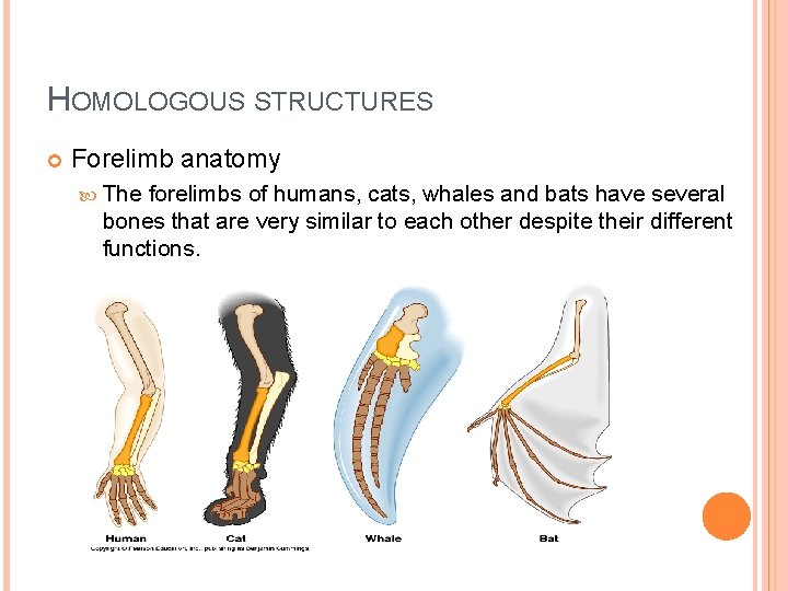 HOMOLOGOUS STRUCTURES Forelimb anatomy The forelimbs of humans, cats, whales and bats have several