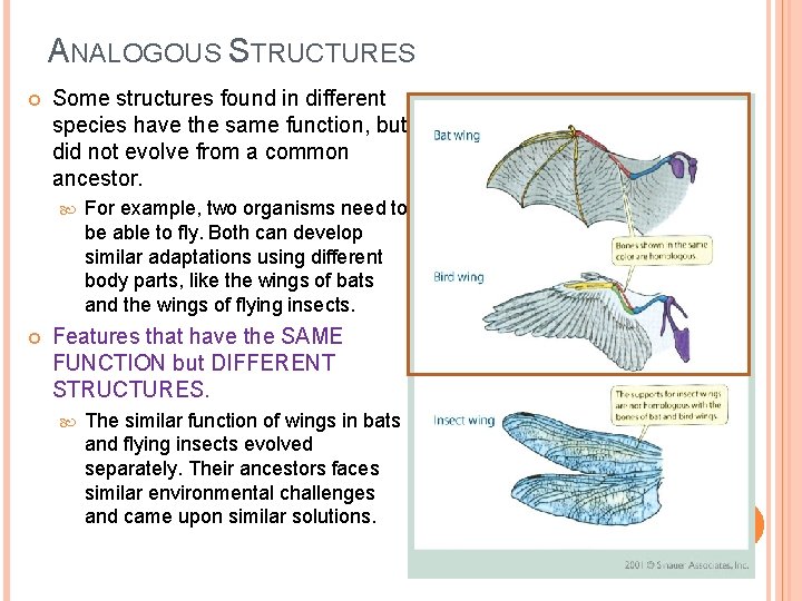 ANALOGOUS STRUCTURES Some structures found in different species have the same function, but did