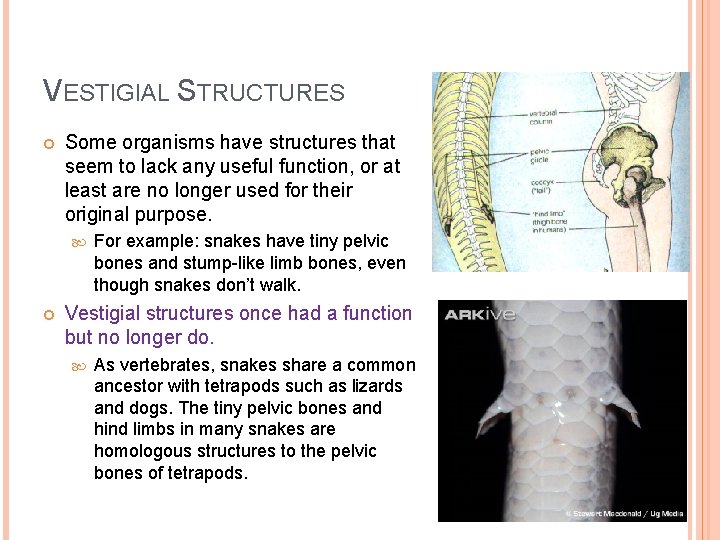 VESTIGIAL STRUCTURES Some organisms have structures that seem to lack any useful function, or