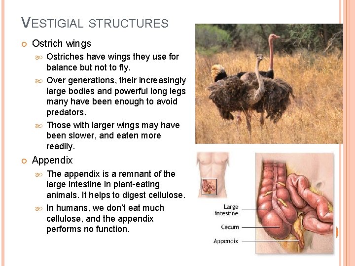 VESTIGIAL STRUCTURES Ostrich wings Ostriches have wings they use for balance but not to