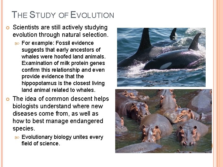 THE STUDY OF EVOLUTION Scientists are still actively studying evolution through natural selection. For