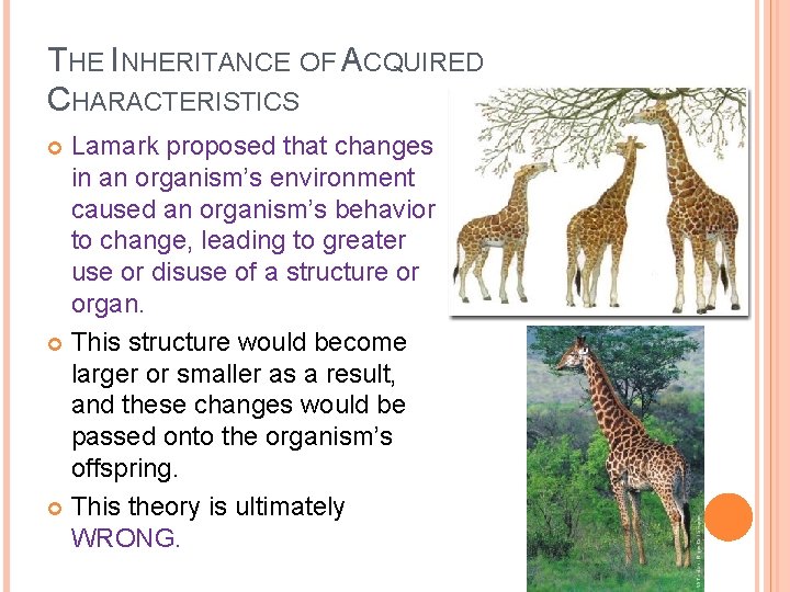 THE INHERITANCE OF ACQUIRED CHARACTERISTICS Lamark proposed that changes in an organism’s environment caused