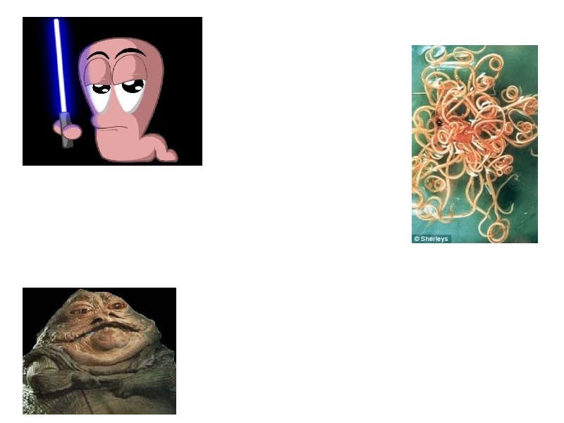 Roundworms Brittney Jackson, Kaylee Kraft, Jessica Lin 