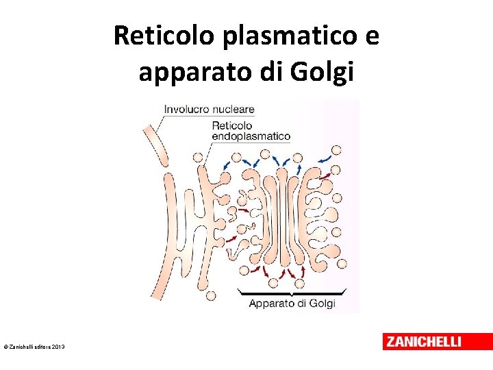 Reticolo plasmatico e apparato di Golgi © Zanichelli editore 2013 Reticolo plasmatico e apparato di Golgi © Zanichelli editore 2013