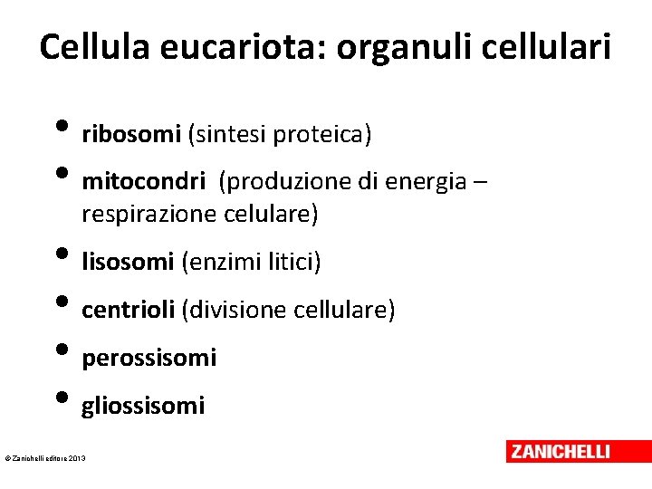 Cellula eucariota: organuli cellulari • ribosomi (sintesi proteica) • mitocondri (produzione di energia – Cellula eucariota: organuli cellulari • ribosomi (sintesi proteica) • mitocondri (produzione di energia –