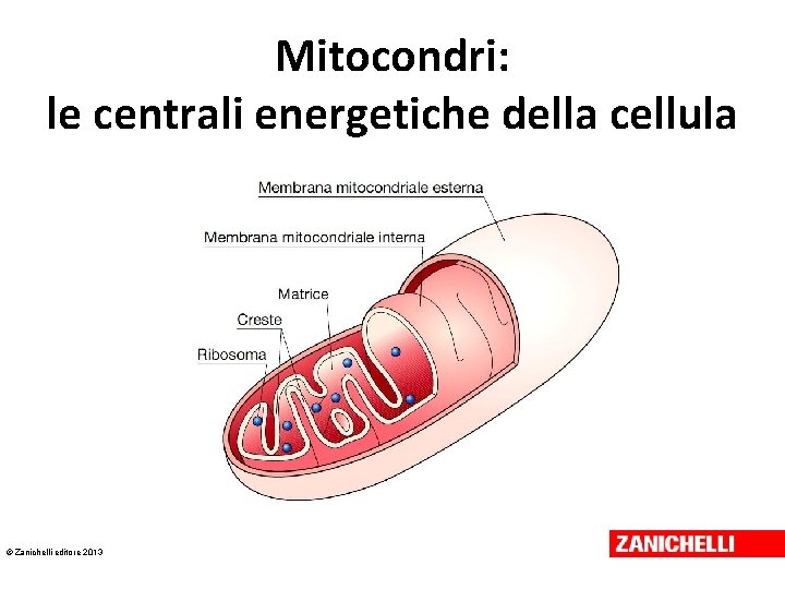 Mitocondri: le centrali energetiche della cellula © Zanichelli editore 2013 Mitocondri: le centrali energetiche della cellula © Zanichelli editore 2013