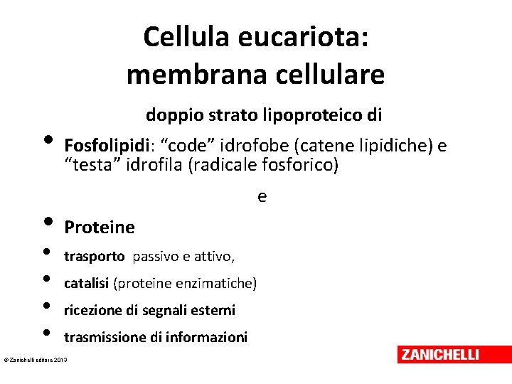 Cellula eucariota: membrana cellulare • • • doppio strato lipoproteico di Fosfolipidi: “code” idrofobe Cellula eucariota: membrana cellulare • • • doppio strato lipoproteico di Fosfolipidi: “code” idrofobe