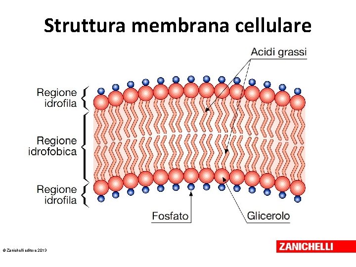 Struttura membrana cellulare © Zanichelli editore 2013 Struttura membrana cellulare © Zanichelli editore 2013
