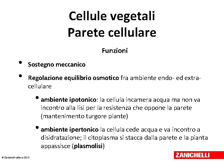 Cellule vegetali Parete cellulare Funzioni • • Sostegno meccanico Regolazione equilibrio osmotico fra ambiente Cellule vegetali Parete cellulare Funzioni • • Sostegno meccanico Regolazione equilibrio osmotico fra ambiente