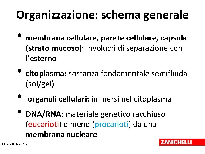 Organizzazione: schema generale • membrana cellulare, parete cellulare, capsula (strato mucoso): involucri di separazione Organizzazione: schema generale • membrana cellulare, parete cellulare, capsula (strato mucoso): involucri di separazione
