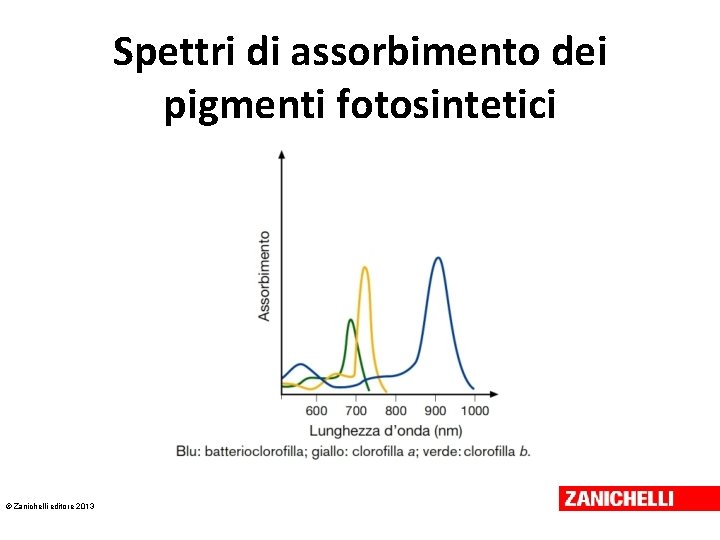 Spettri di assorbimento dei pigmenti fotosintetici © Zanichelli editore 2013 Spettri di assorbimento dei pigmenti fotosintetici © Zanichelli editore 2013