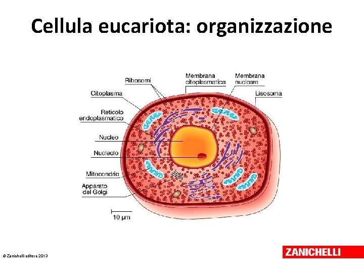 Cellula eucariota: organizzazione © Zanichelli editore 2013 Cellula eucariota: organizzazione © Zanichelli editore 2013