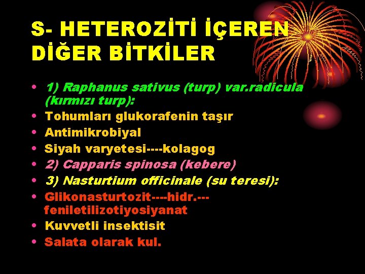 S- HETEROZİTİ İÇEREN DİĞER BİTKİLER • 1) Raphanus sativus (turp) var. radicula (kırmızı turp):