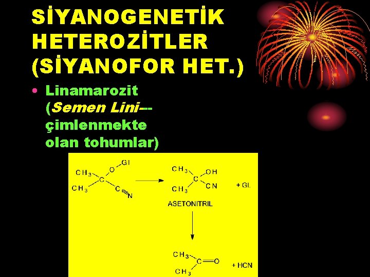 SİYANOGENETİK HETEROZİTLER (SİYANOFOR HET. ) • Linamarozit (Semen Lini--çimlenmekte olan tohumlar) 