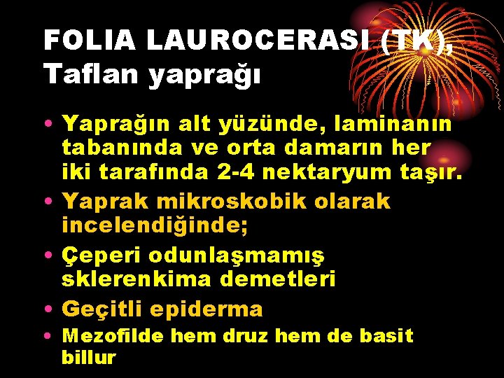 FOLIA LAUROCERASI (TK), Taflan yaprağı • Yaprağın alt yüzünde, laminanın tabanında ve orta damarın