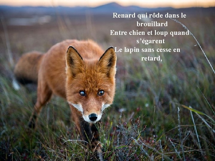 Renard qui rôde dans le brouillard Entre chien et loup quand s’égarent Le lapin