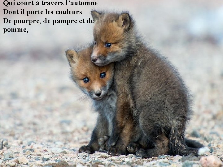 Qui court à travers l’automne Dont il porte les couleurs De pourpre, de pampre