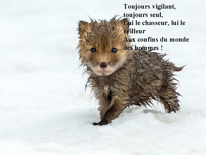 Toujours vigilant, toujours seul, Lui le chasseur, lui le veilleur Aux confins du monde