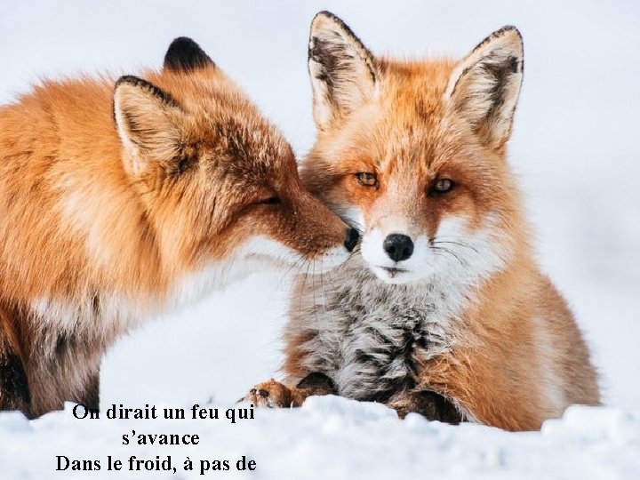 On dirait un feu qui s’avance Dans le froid, à pas de 
