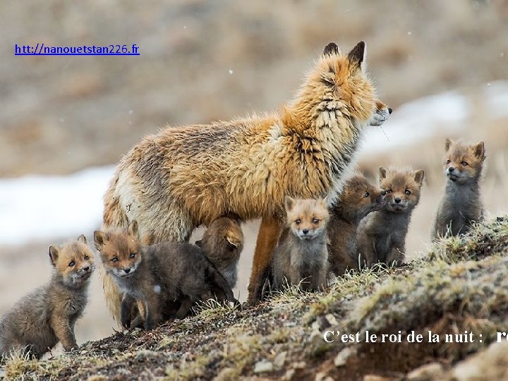 htt: //nanouetstan 226. fr C’est le roi de la nuit : re 