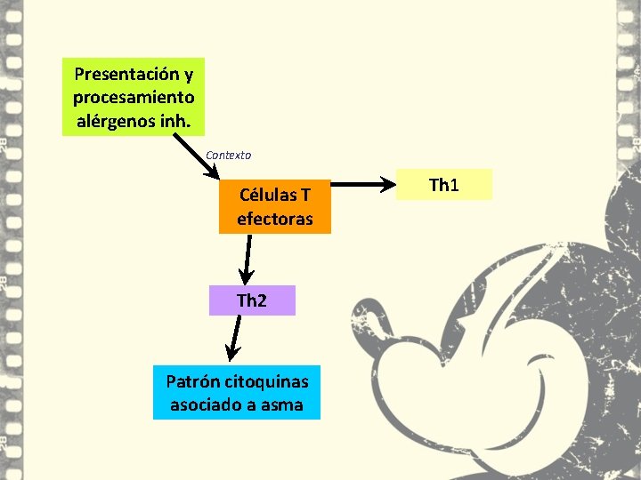 Presentación y procesamiento alérgenos inh. Contexto Células T efectoras Th 2 Patrón citoquinas asociado Presentación y procesamiento alérgenos inh. Contexto Células T efectoras Th 2 Patrón citoquinas asociado