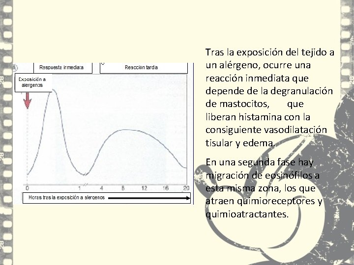 Tras la exposición del tejido a un alérgeno, ocurre una reacción inmediata que depende Tras la exposición del tejido a un alérgeno, ocurre una reacción inmediata que depende
