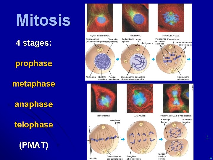 Pmat Mitosis Diagram Canvas Stop