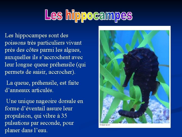 Les hippocampes sont des poissons très particuliers vivant près des côtes parmi les algues,