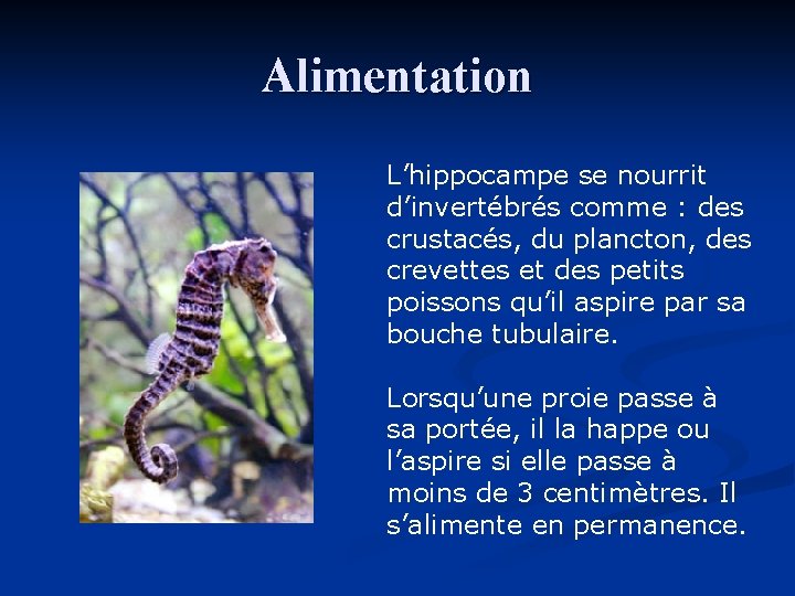 Alimentation L’hippocampe se nourrit d’invertébrés comme : des crustacés, du plancton, des crevettes et