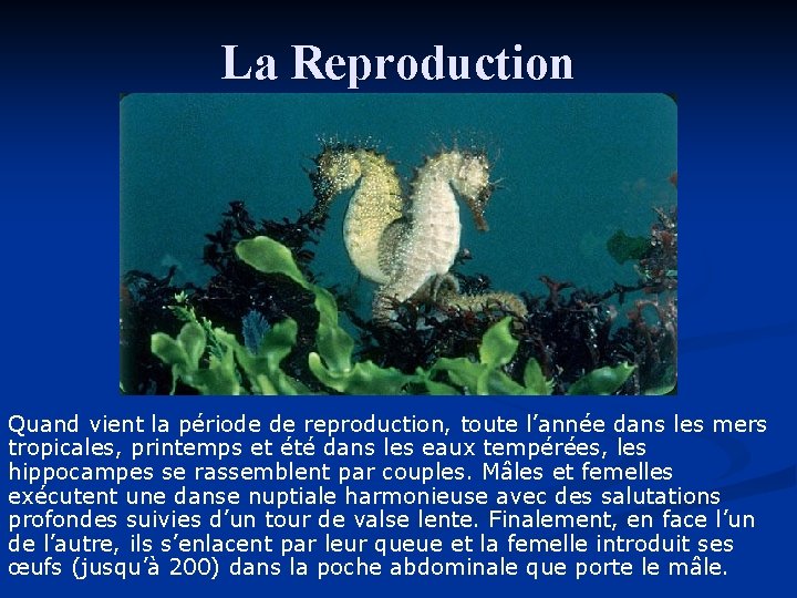 La Reproduction Quand vient la période de reproduction, toute l’année dans les mers tropicales,