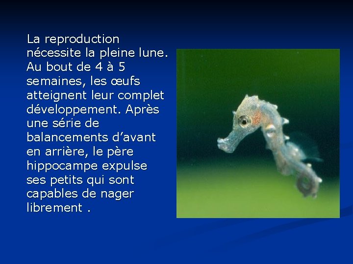 La reproduction nécessite la pleine lune. Au bout de 4 à 5 semaines, les