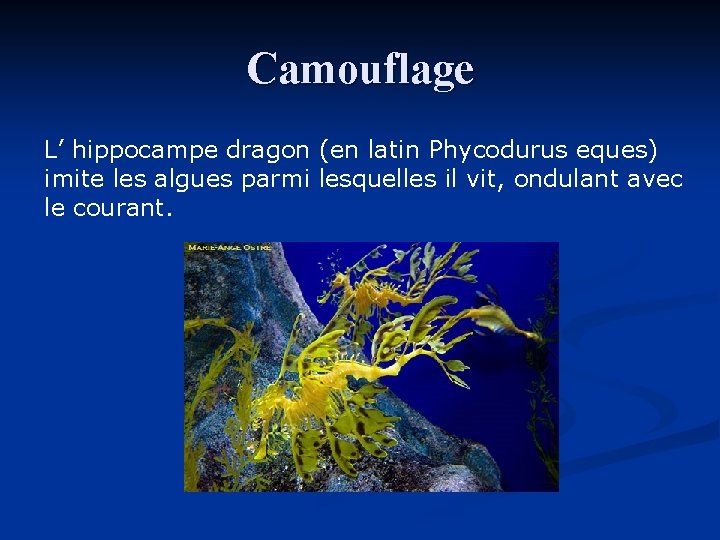 Camouflage L’ hippocampe dragon (en latin Phycodurus eques) imite les algues parmi lesquelles il