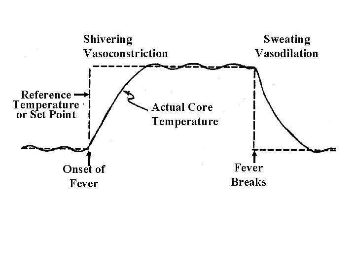 Shivering Vasoconstriction Reference Temperature or Set Point Onset of Fever Sweating Vasodilation Actual Core