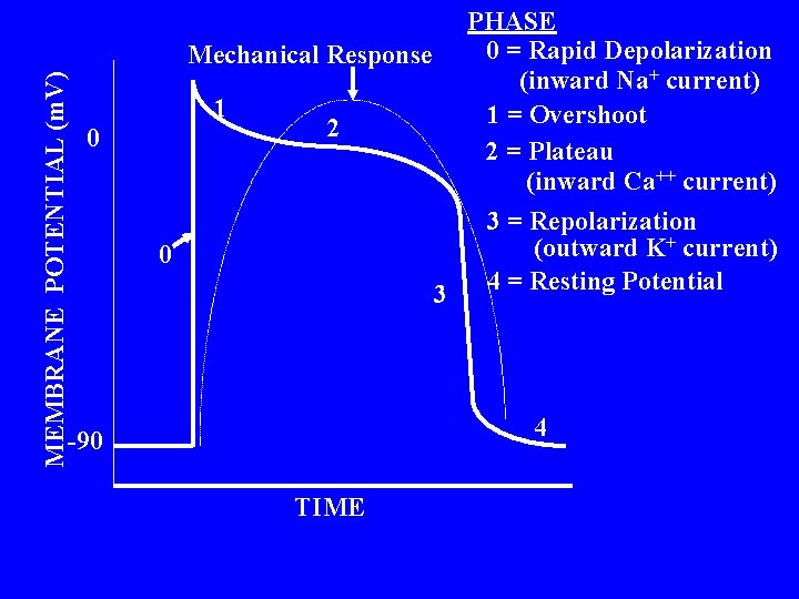 MEMBRANE POTENTIAL (m. V) 0 PHASE 0 = Rapid Depolarization Mechanical Response (inward Na+