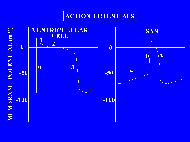 MEMBRANE POTENTIAL (m. V) ACTION POTENTIALS 0 VENTRICULULAR CELL 1 2 SAN 0 0