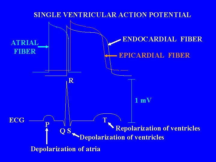 SINGLE VENTRICULAR ACTION POTENTIAL ENDOCARDIAL FIBER ATRIAL FIBER EPICARDIAL FIBER R 1 m. V