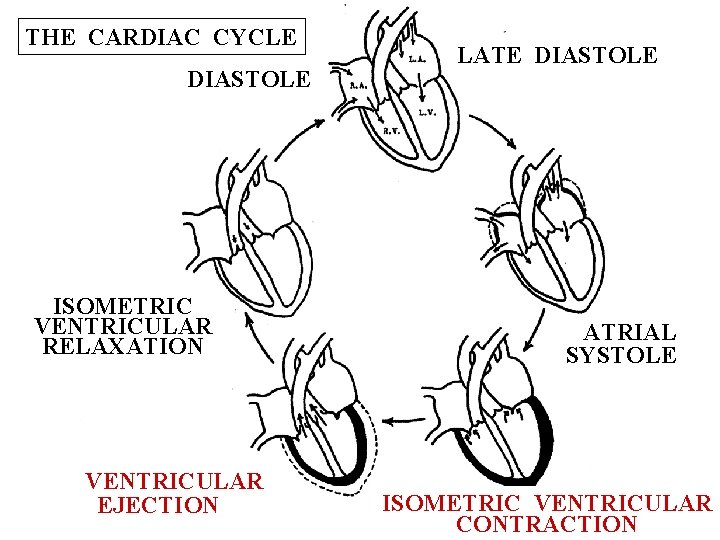 THE CARDIAC CYCLE DIASTOLE ISOMETRIC VENTRICULAR RELAXATION VENTRICULAR EJECTION LATE DIASTOLE ATRIAL SYSTOLE ISOMETRIC