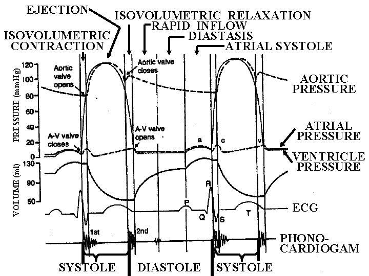 EJECTION PRESSURE (mm. Hg) ISOVOLUMETRIC RELAXATION RAPID INFLOW ISOVOLUMETRIC DIASTASIS CONTRACTION ATRIAL SYSTOLE AORTIC
