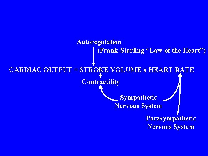 Autoregulation (Frank-Starling “Law of the Heart”) CARDIAC OUTPUT = STROKE VOLUME x HEART RATE