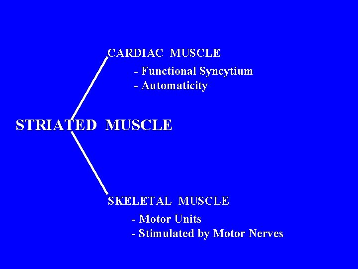 CARDIAC MUSCLE - Functional Syncytium - Automaticity STRIATED MUSCLE SKELETAL MUSCLE - Motor Units