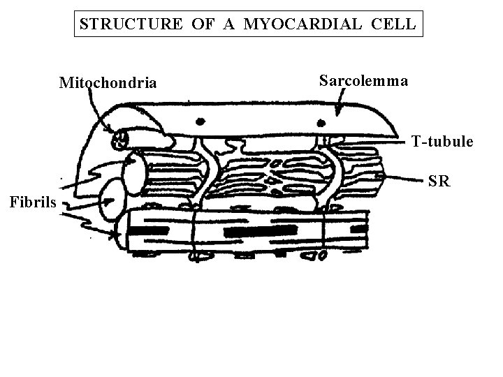 STRUCTURE OF A MYOCARDIAL CELL Mitochondria Sarcolemma T-tubule SR Fibrils 
