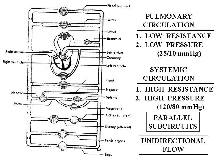 PULMONARY CIRCULATION 1. LOW RESISTANCE 2. LOW PRESSURE (25/10 mm. Hg) SYSTEMIC CIRCULATION 1.
