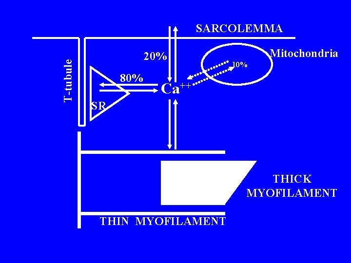 T-tubule SARCOLEMMA 20% 80% Mitochondria 10% Ca++ SR THICK MYOFILAMENT THIN MYOFILAMENT 