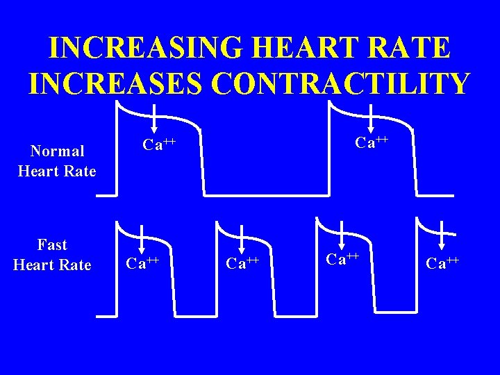 INCREASING HEART RATE INCREASES CONTRACTILITY Normal Heart Rate Fast Heart Rate Ca++ Ca++ 